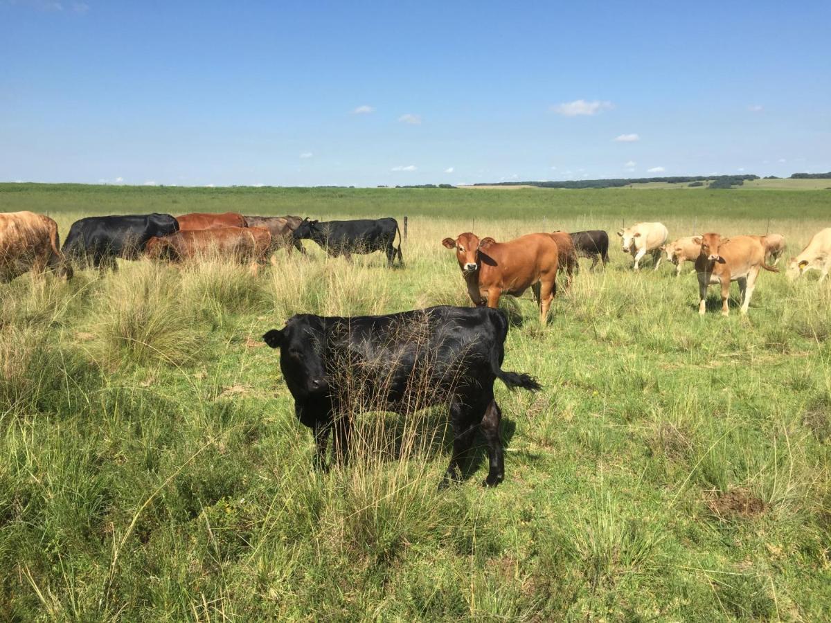 Green Thumb Farm Stay Ermelo Esterno foto