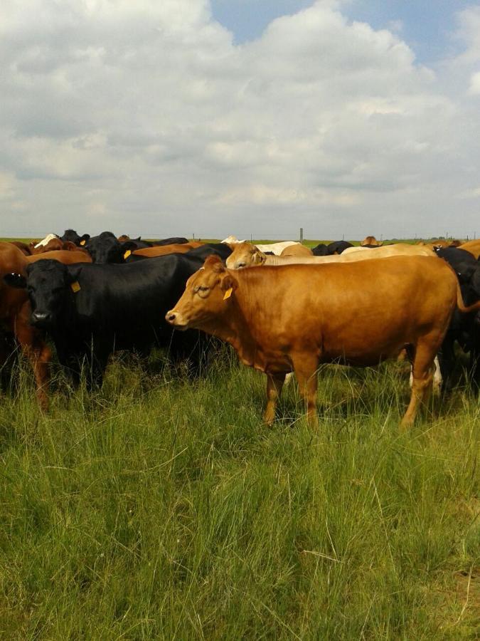 Green Thumb Farm Stay Ermelo Esterno foto