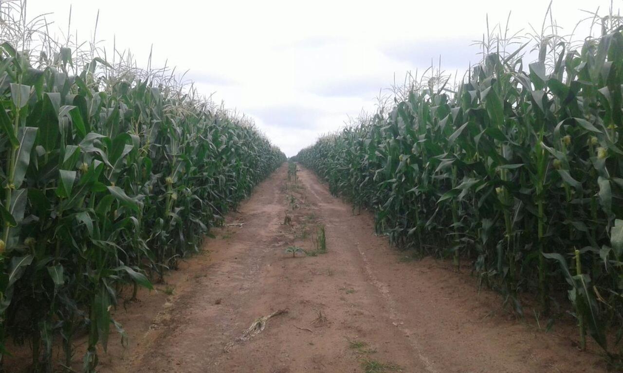 Green Thumb Farm Stay Ermelo Esterno foto